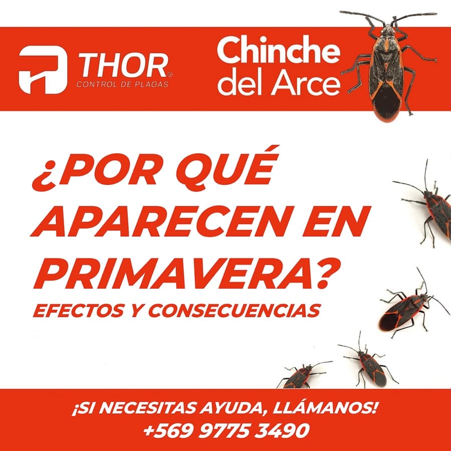 Chinche del Arce: ¿Por qué aparecen en primavera?