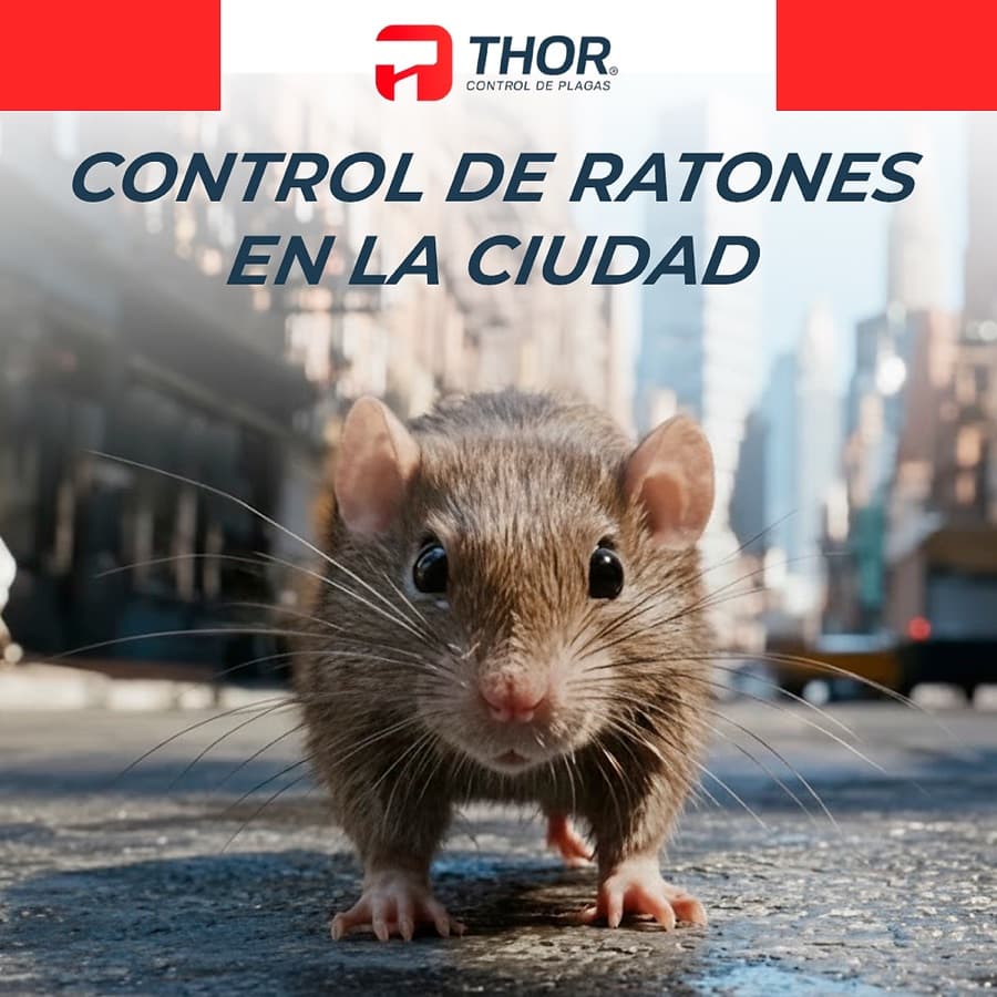 Ratones en la Región Metropolitana: Cómo Identificarlos y Controlarlos